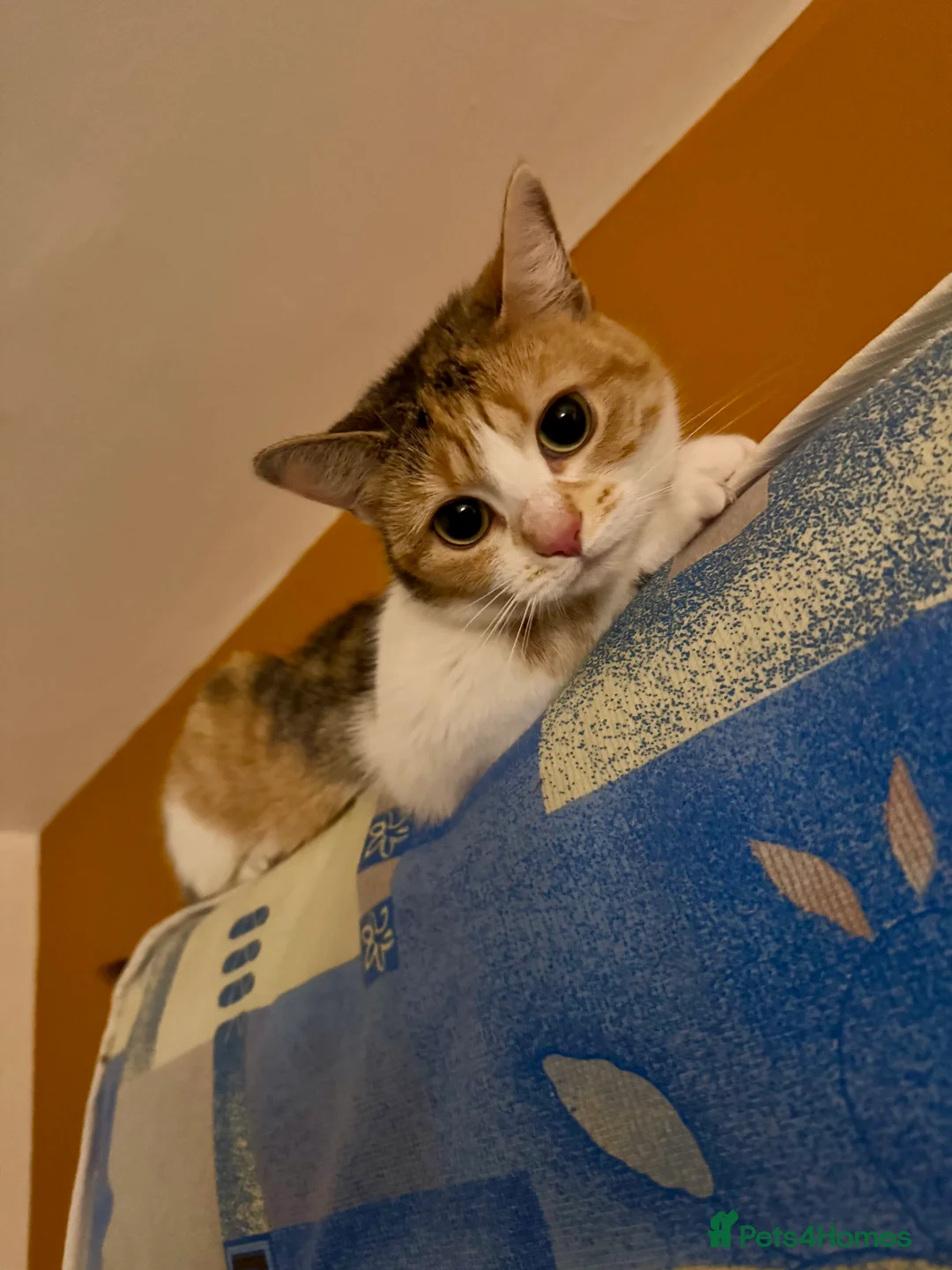 Mixed Breed cats for sale: Looking for new forever home - Advert 2