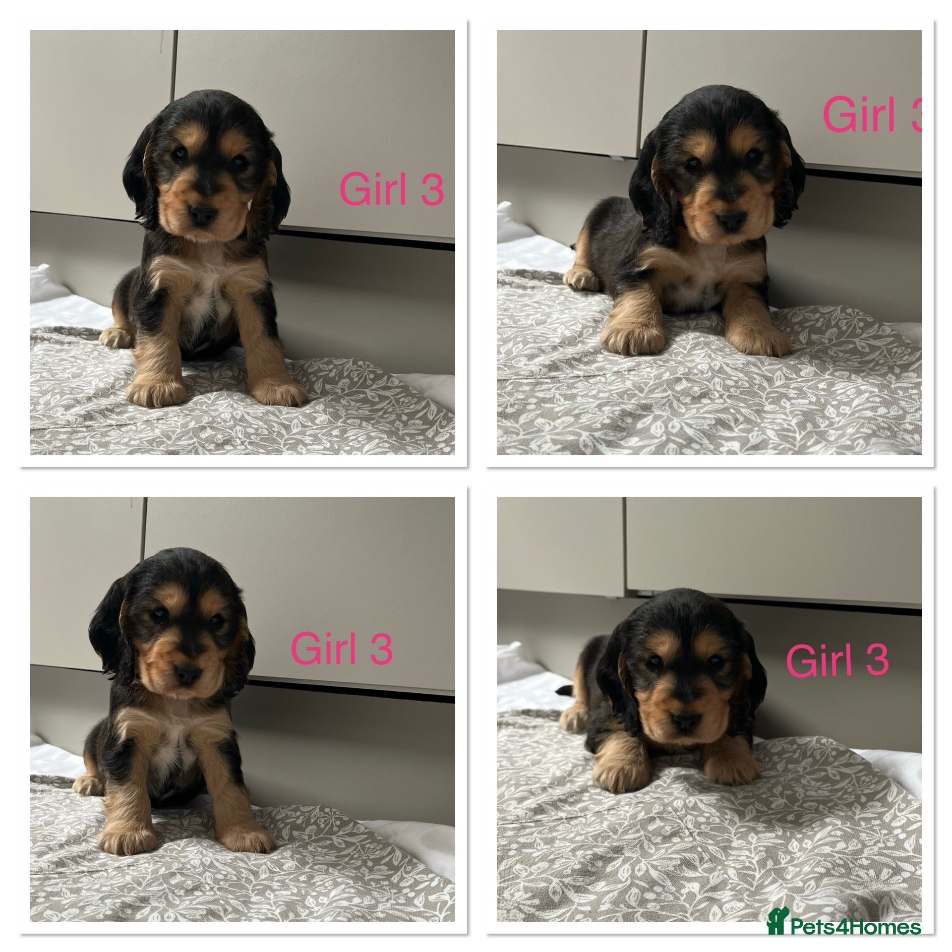 Cocker Spaniel dogs 🐾Beautiful Show Type Cocker Spaniel Puppies 🐾 - Advert 1