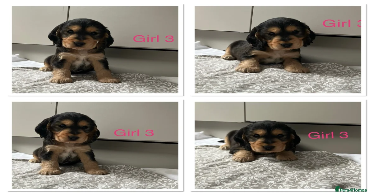 The old Cocker Spaniel Puppies for sale | Pets4Homes