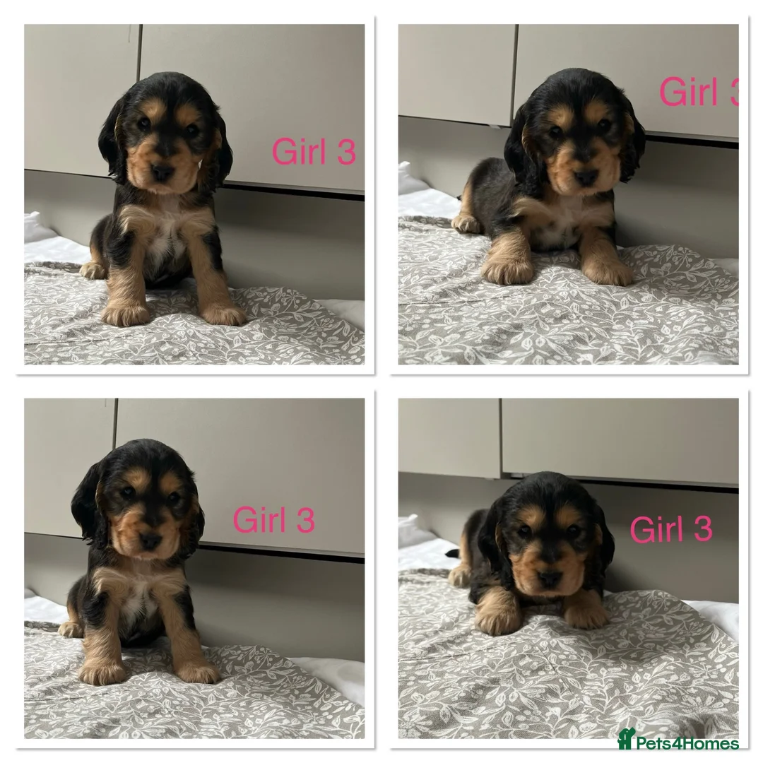 Cocker Spaniel dogs for sale: 🐾Beautiful Show Type Cocker Spaniel Puppies 🐾 - Advert 1