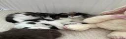 British Longhair cats for sale: 6 stunning kittens - Advert 28