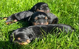 Rottweiler dogs for sale: 📅Healthy&Well-Socialised Rottweiler Pups📍 - Image 5
