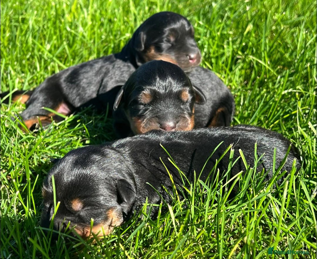 Rottweiler dogs for sale: 📅Healthy&Well-Socialised Rottweiler Pups📍 - Image 5