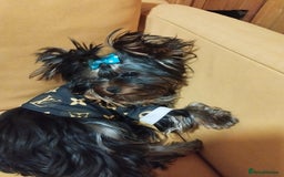 Yorkshire Terrier dogs for sale: 💝💝💝Both sides many champions 💝💝💝 in Leeds - Image 16