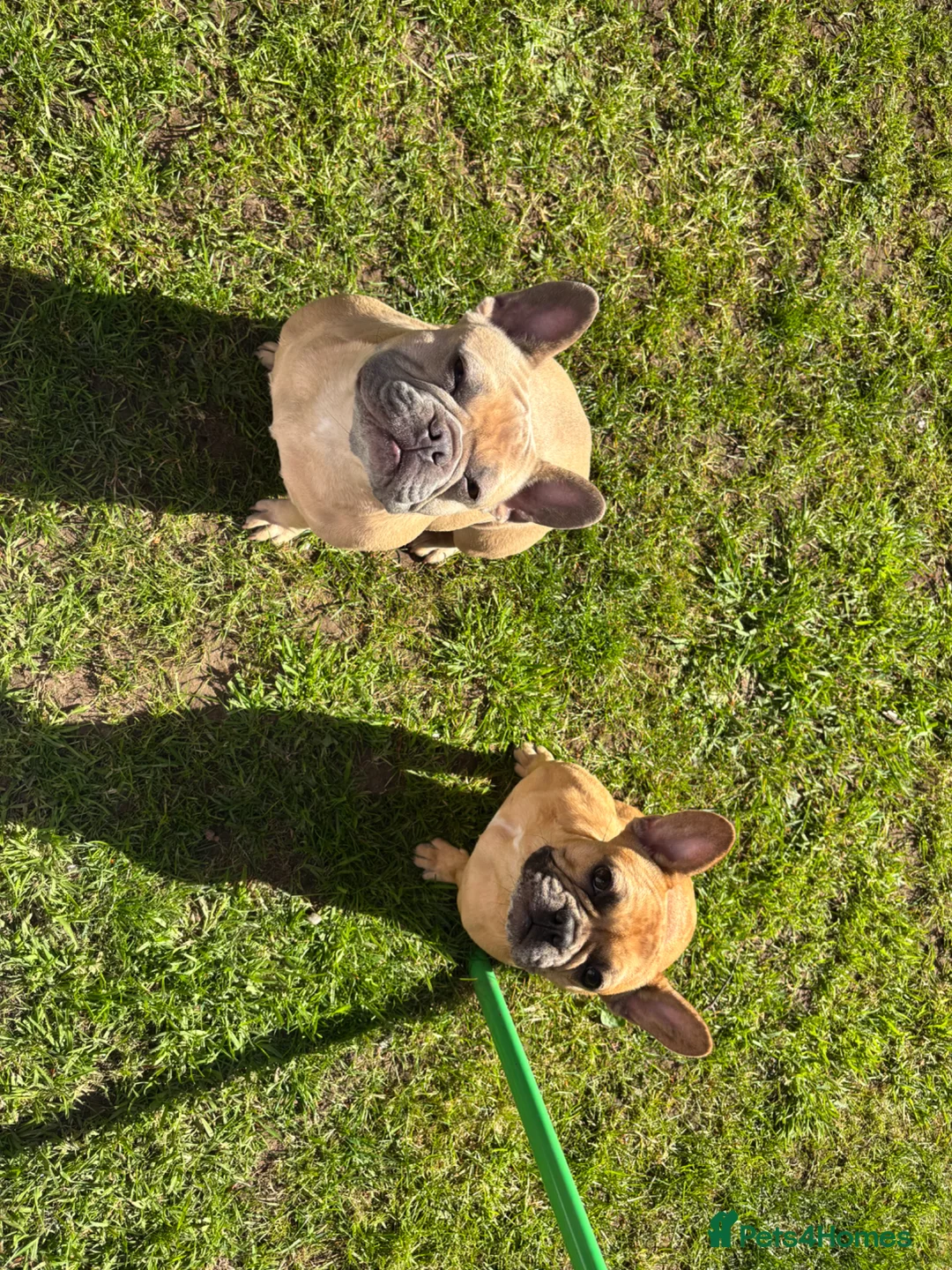 French Bulldog dogs for sale: ABSOLUTELY STUNNING FEMALE FRENCH BULLDOG - Advert 1