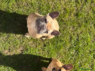 French Bulldog dogs ABSOLUTELY STUNNING FEMALE FRENCH BULLDOG - Advert 5