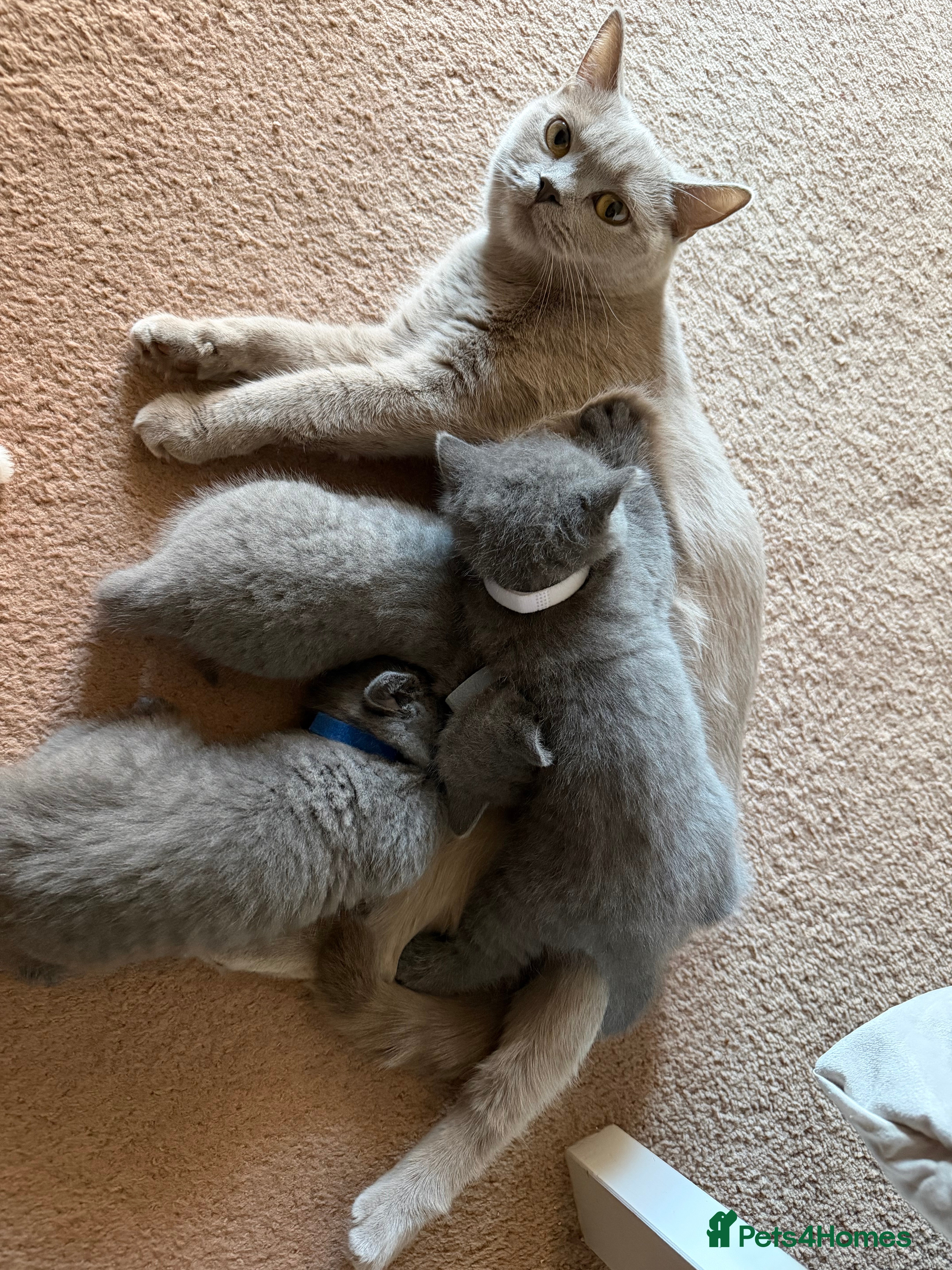 British Shorthair cats Adorable British short hair - Advert 6