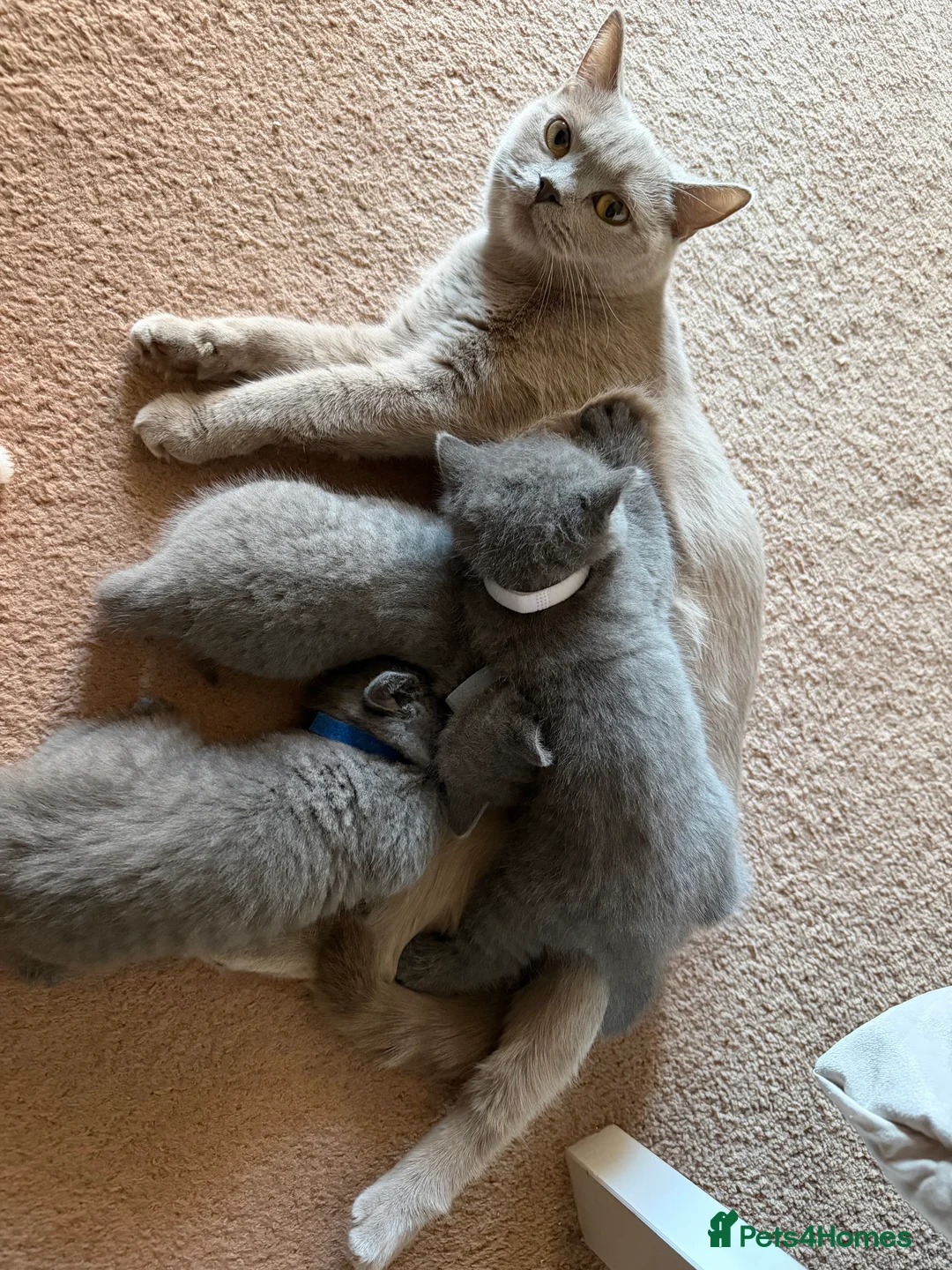 British Shorthair cats for sale: Adorable British short hair - Advert 11