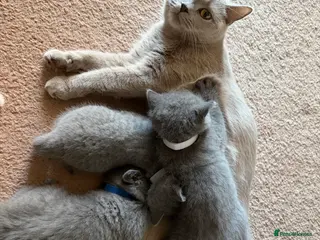 British Shorthair cats Adorable British short hair - Advert 6