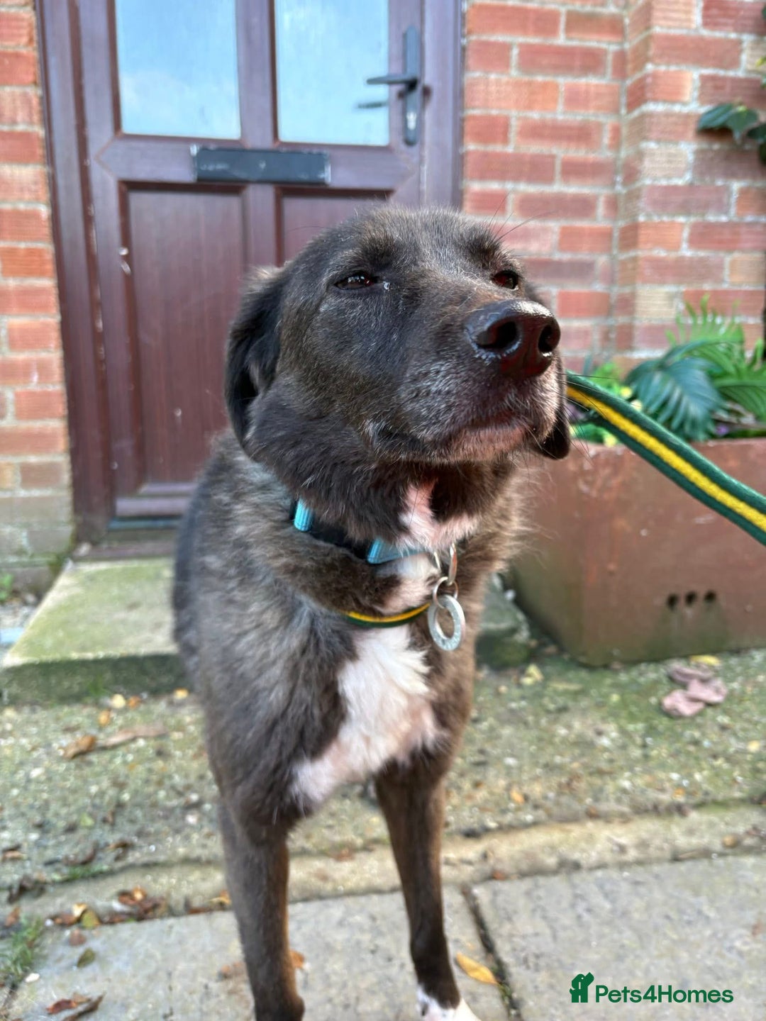 Mixed Breed dogs for adoption: Felice - Norwich Norfolk  - Advert 2