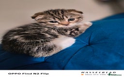 Scottish Fold cats for sale: Scottish fold kittens - Image 4