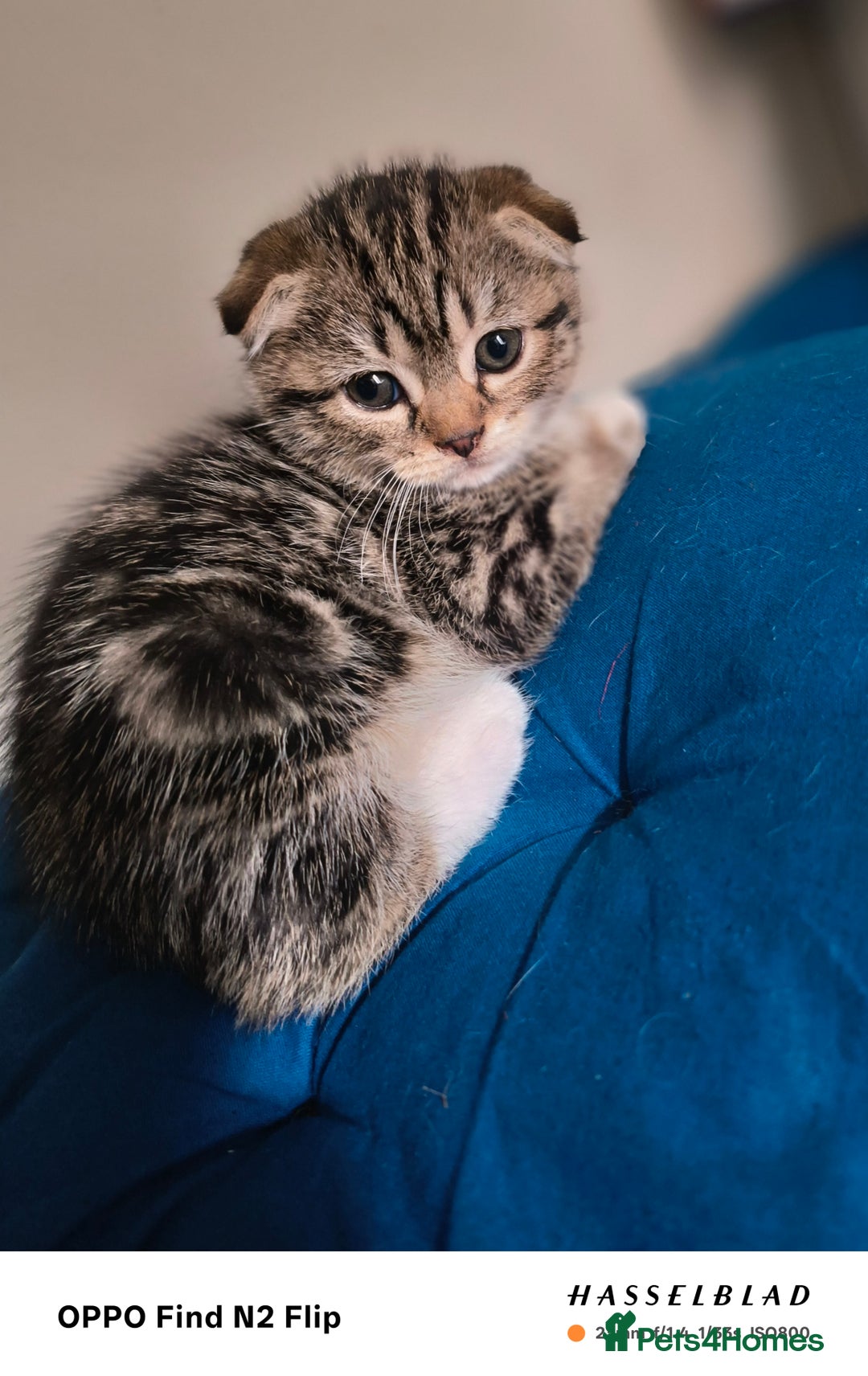 Scottish Fold cats for sale: Scottish fold kittens - Image 4