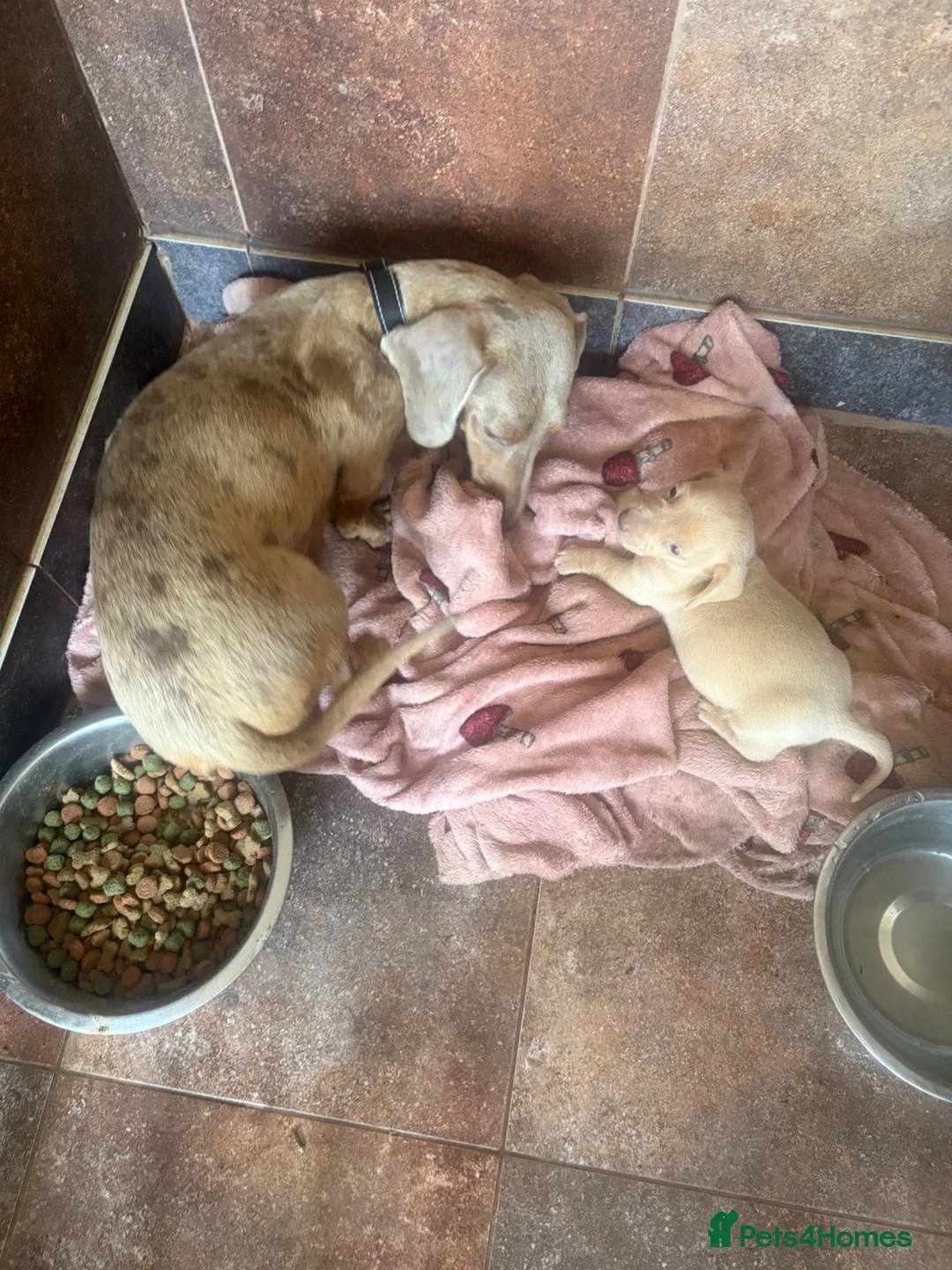 Miniature Dachshund dogs for sale: Cream miniature dachshund  - Advert 1