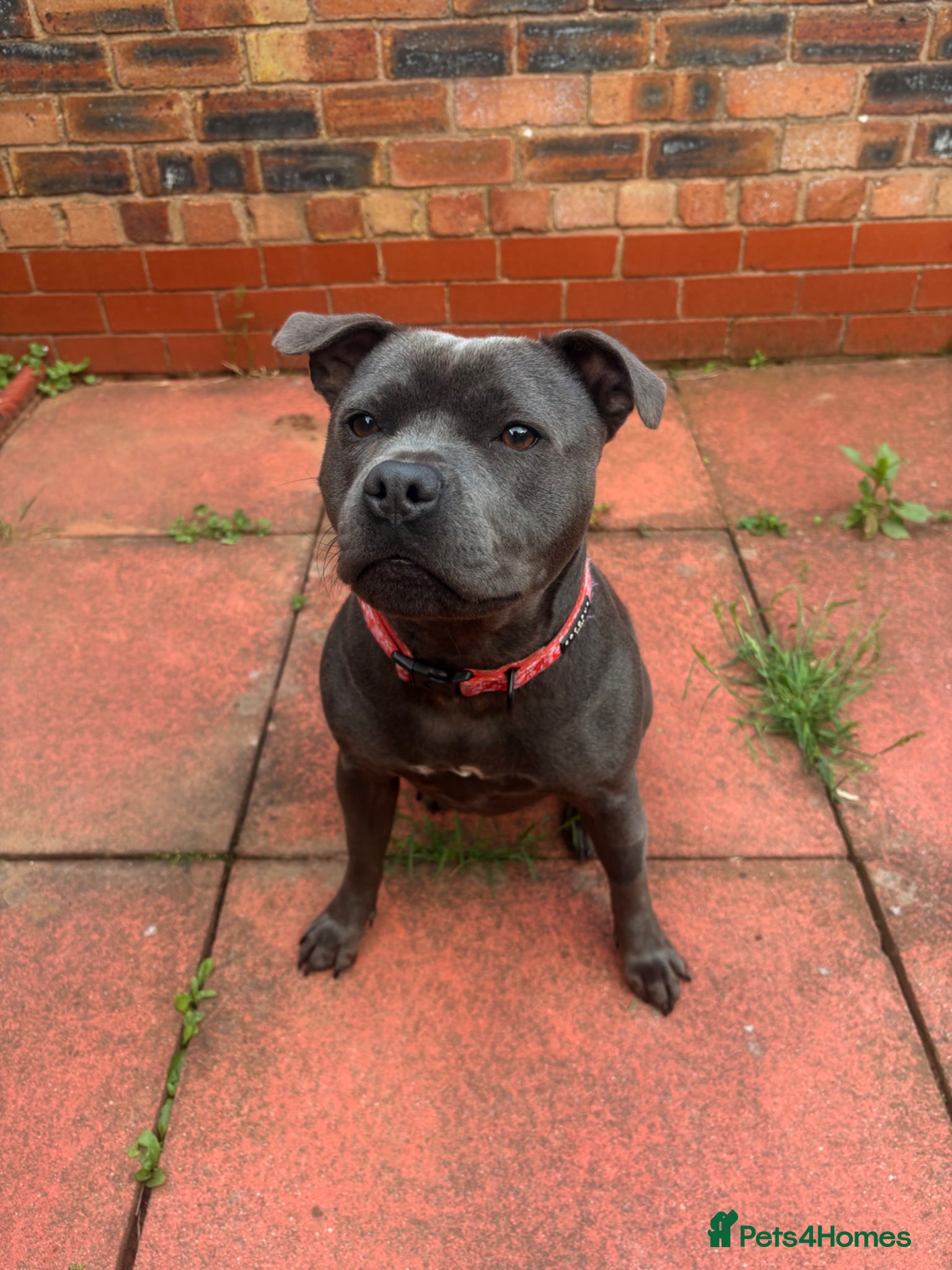 Staffordshire Bull Terrier dogs for sale: Judy the most loveable staffy 🩷🫧 - Advert 2