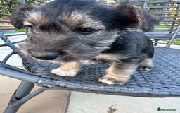 Mixed Breed dogs for sale: SNACKS - JACK RUSSELL x MINIATURE SCHNAUZER - Image 5