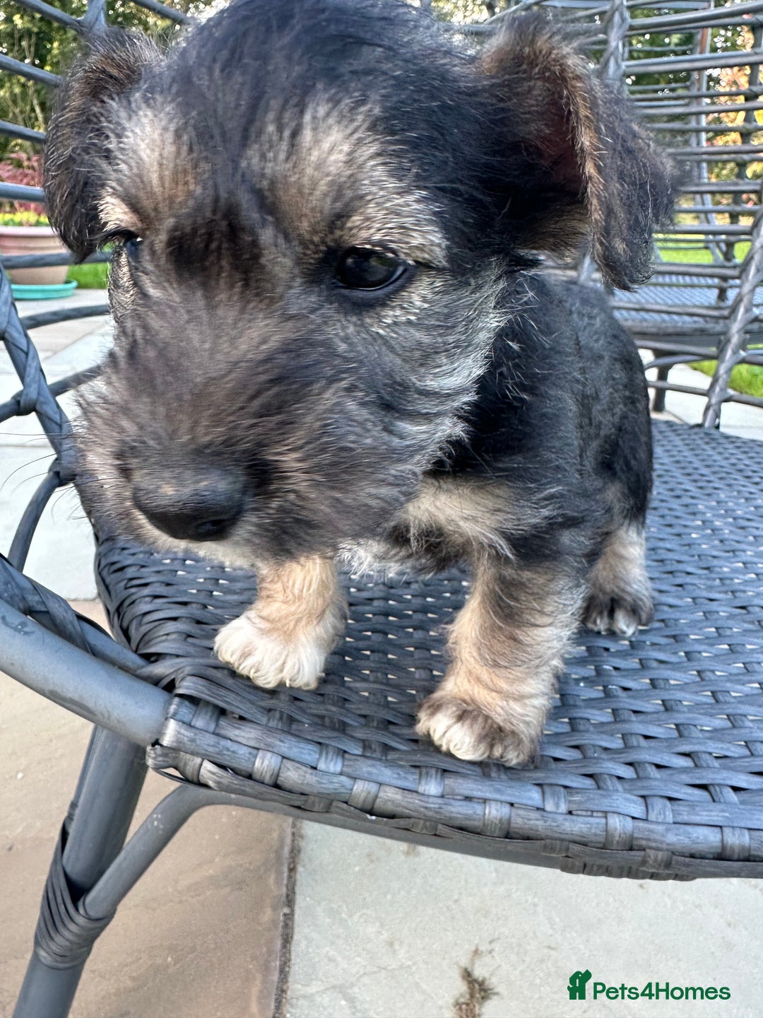 Mixed Breed dogs for sale: SNACKS - JACK RUSSELL x MINIATURE SCHNAUZER - Image 5
