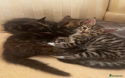 Mixed Breed cats for sale: Cute Scottish Straight mixed breed kittens, ready  - Image 13