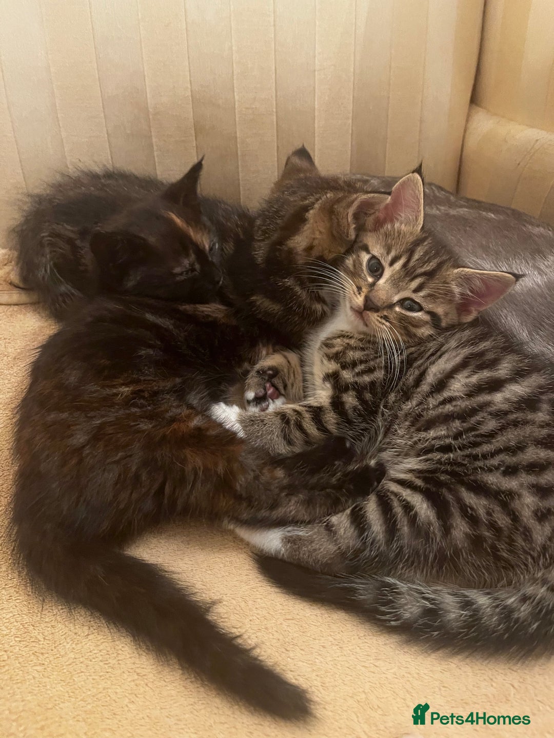 Mixed Breed cats for sale: Cute Scottish Straight mixed breed kittens, ready  - Image 13