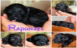 Cockapoo dogs for sale: Cockapoo puppies - Image 17