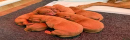 Labrador Retriever dogs for sale: Stunning litter of Fox Red Labrador puppies  - Advert 3