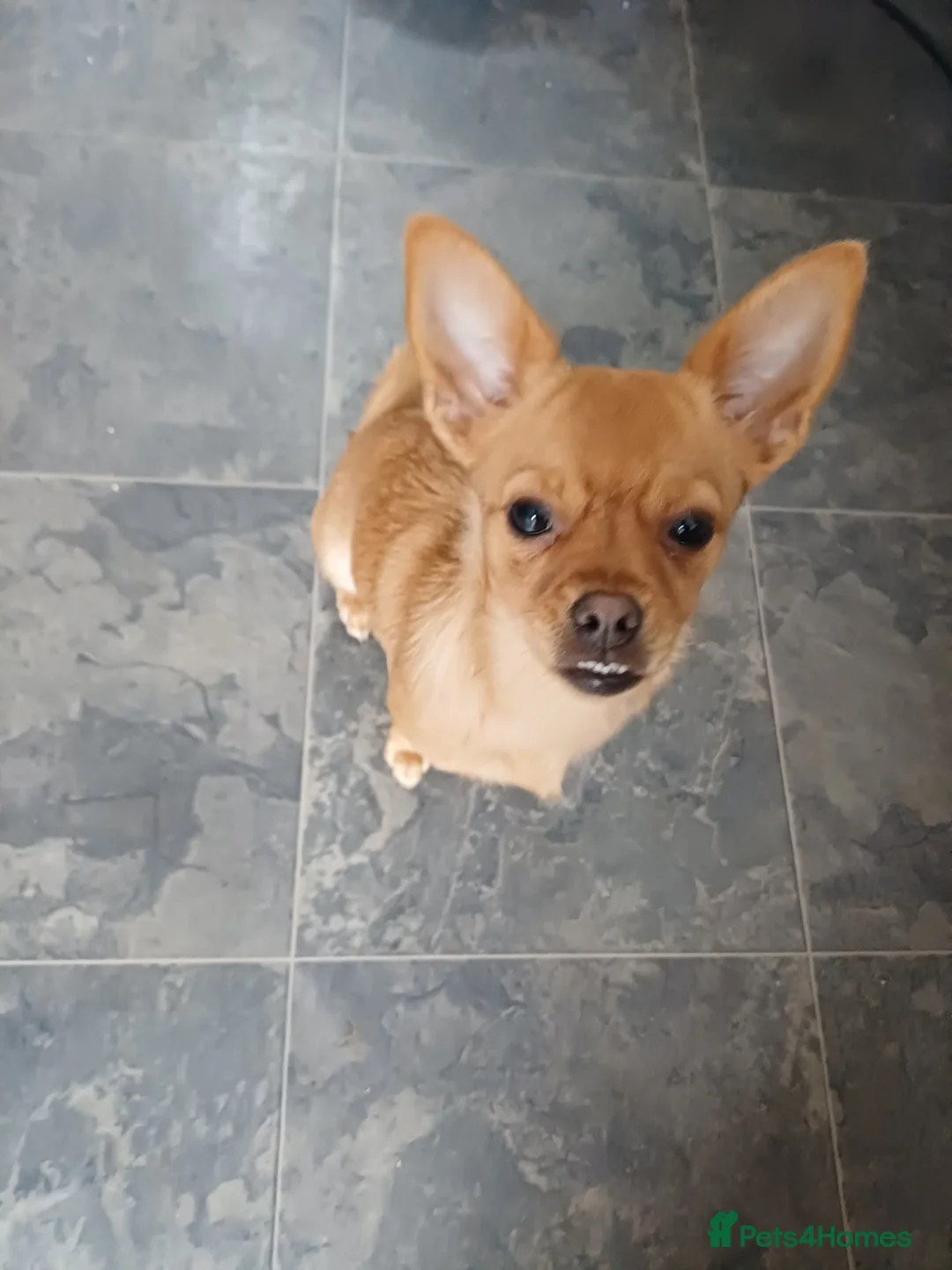 Mixed Breed dogs for sale: Nala is looking for her forever home  - Advert 11