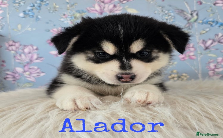 Pomsky dogs - Advert 1