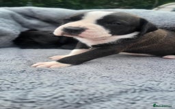 Mixed Breed dogs for sale: Ready to collect – Cane Corso puppies  - Image 37