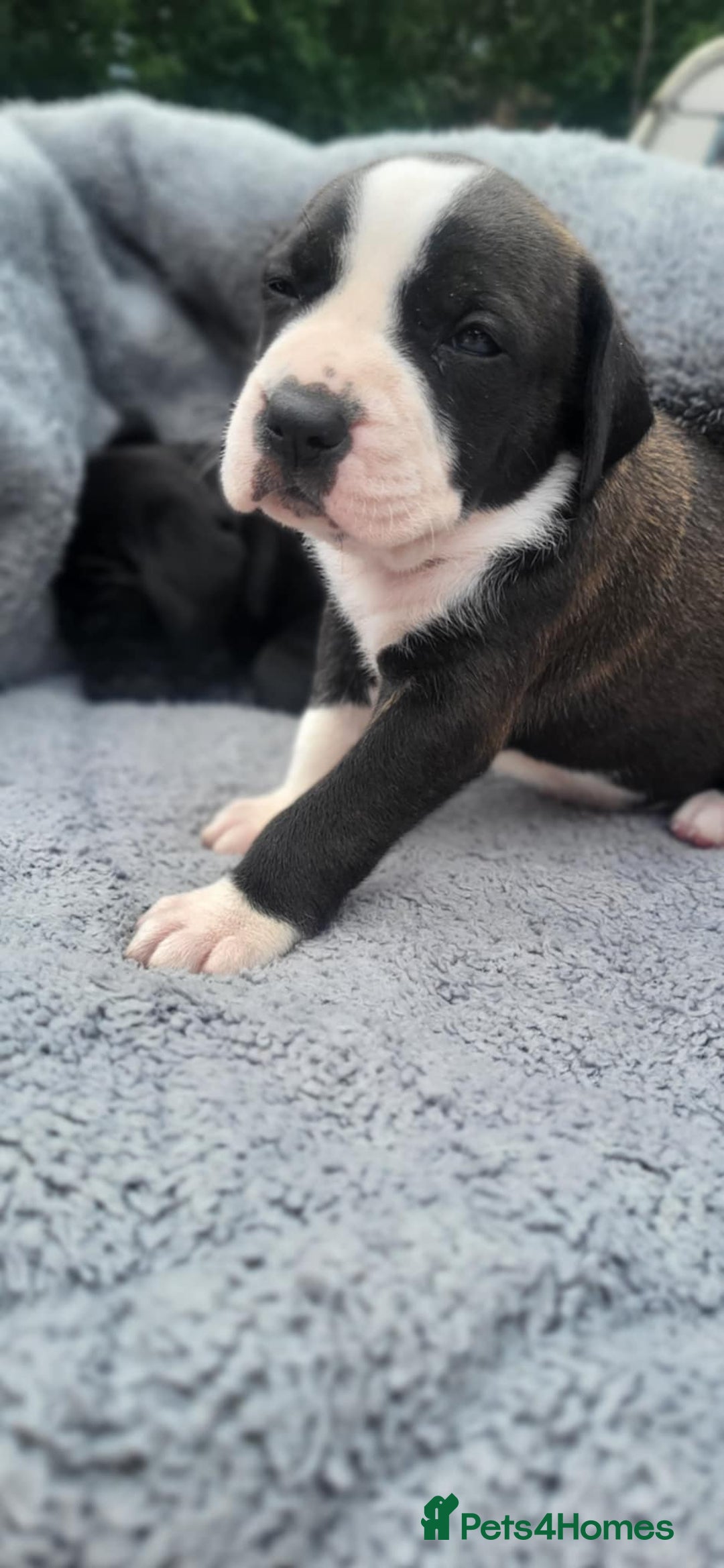 Mixed Breed dogs for sale: Ready to collect – Cane Corso puppies  - Image 37
