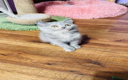 Scottish Fold cats for sale: Beautiful litter of Scottish fold  😍 - Image 29