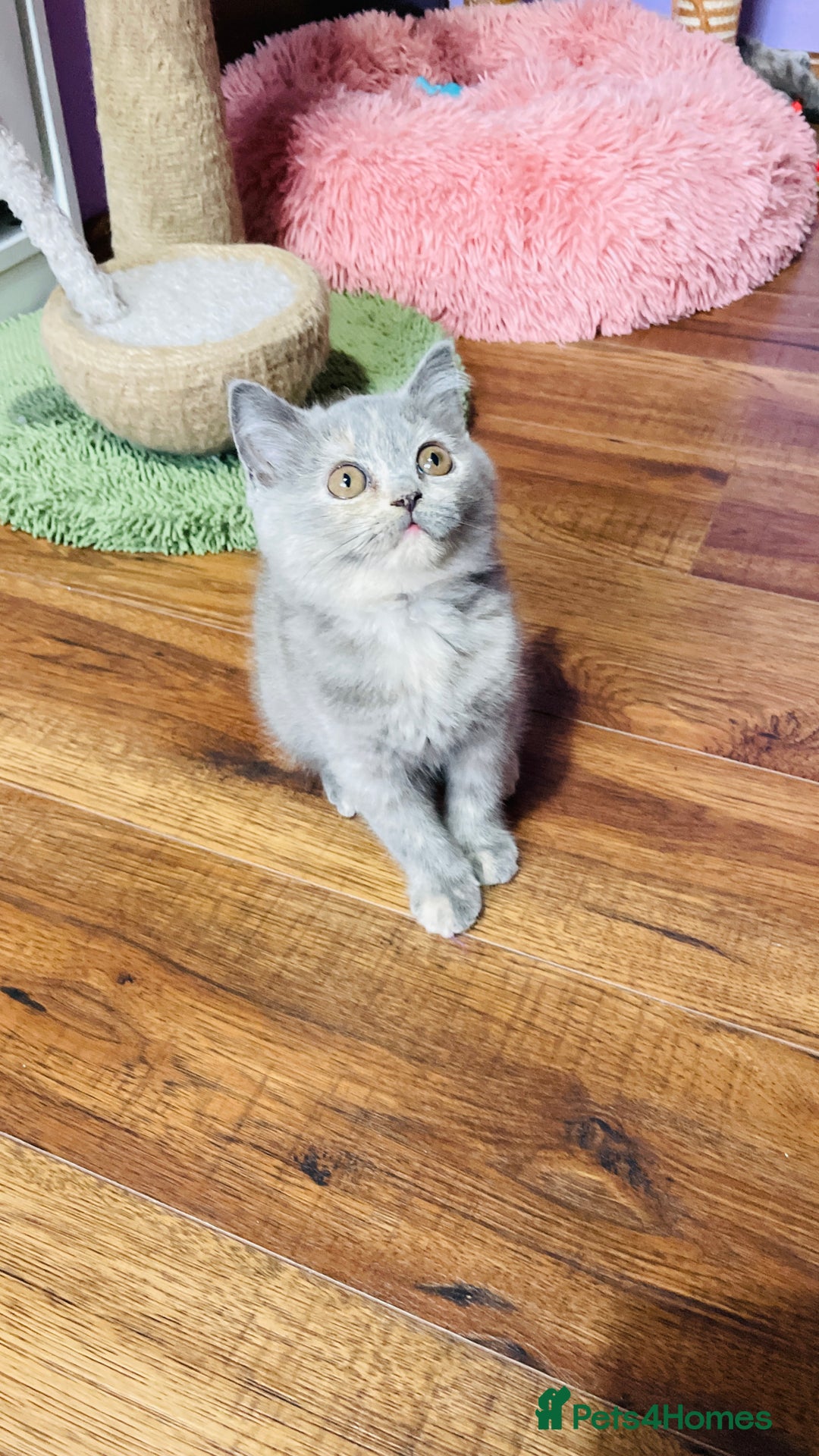 Scottish Fold cats for sale: Beautiful litter of Scottish fold  😍 - Image 29