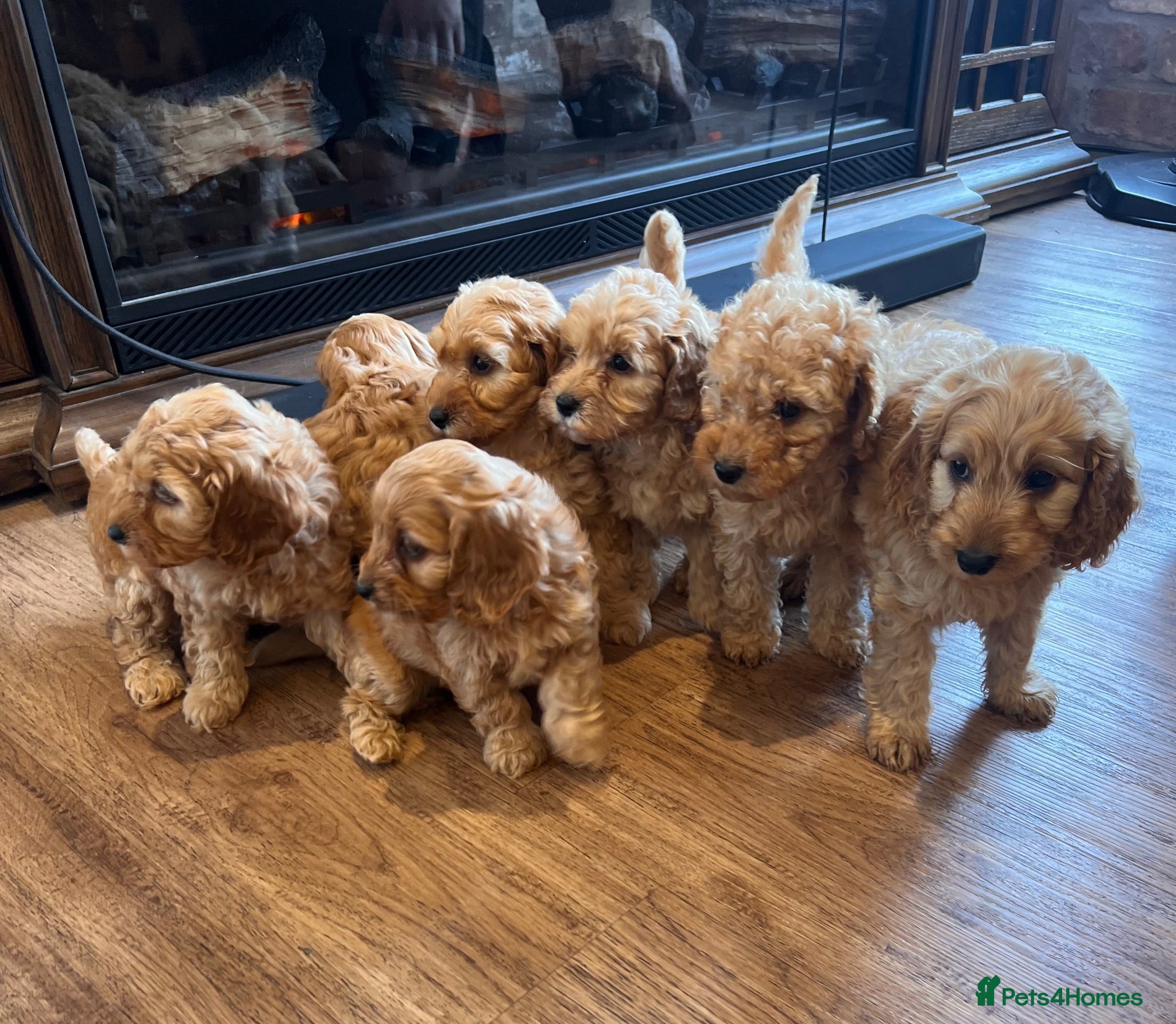 Cockapoo dogs Cockapoo puppies  - Advert 1