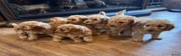 Cockapoo dogs for sale: Cockapoo puppies  - Advert 1