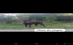 Mixed Breed dogs for sale: Beautiful Molesser Mastiff pups - Image 15