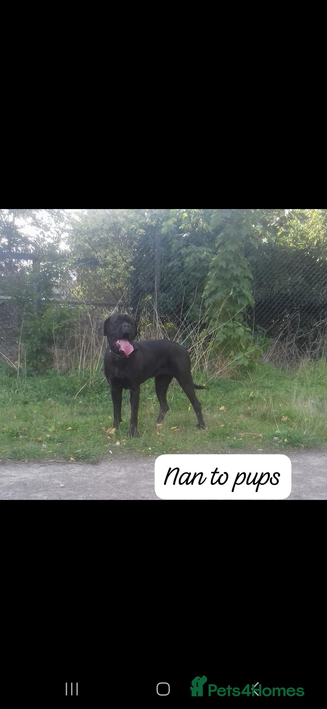 Mixed Breed dogs for sale: Beautiful Molesser Mastiff pups - Image 15