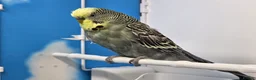 Budgerigars birds for sale: Stunning Budgies, various colors & Mutations - Advert 10