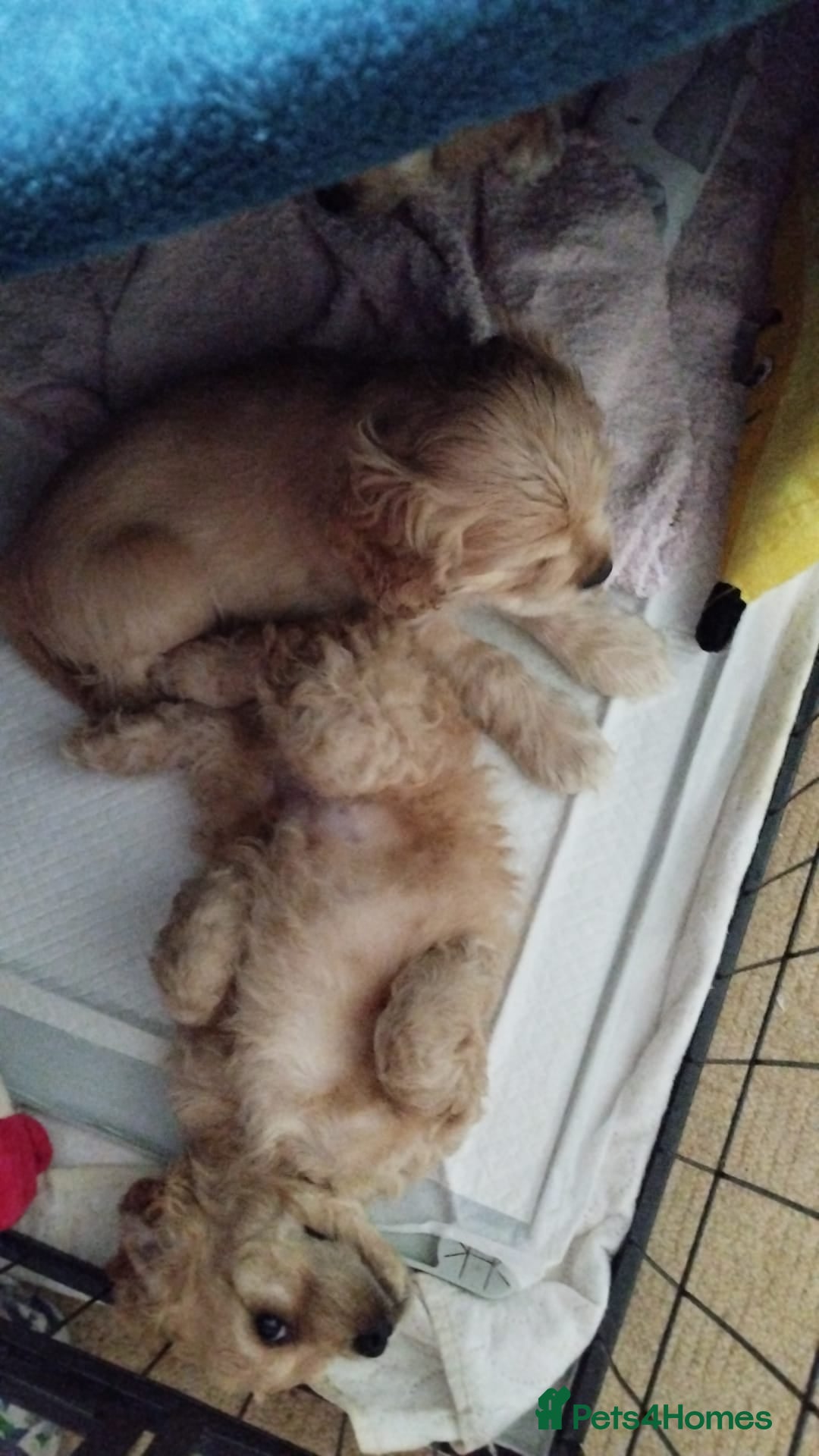 Mixed Breed dogs for sale: CavalierxCocker Spaniel Puppies -Both Parents Here - Image 3