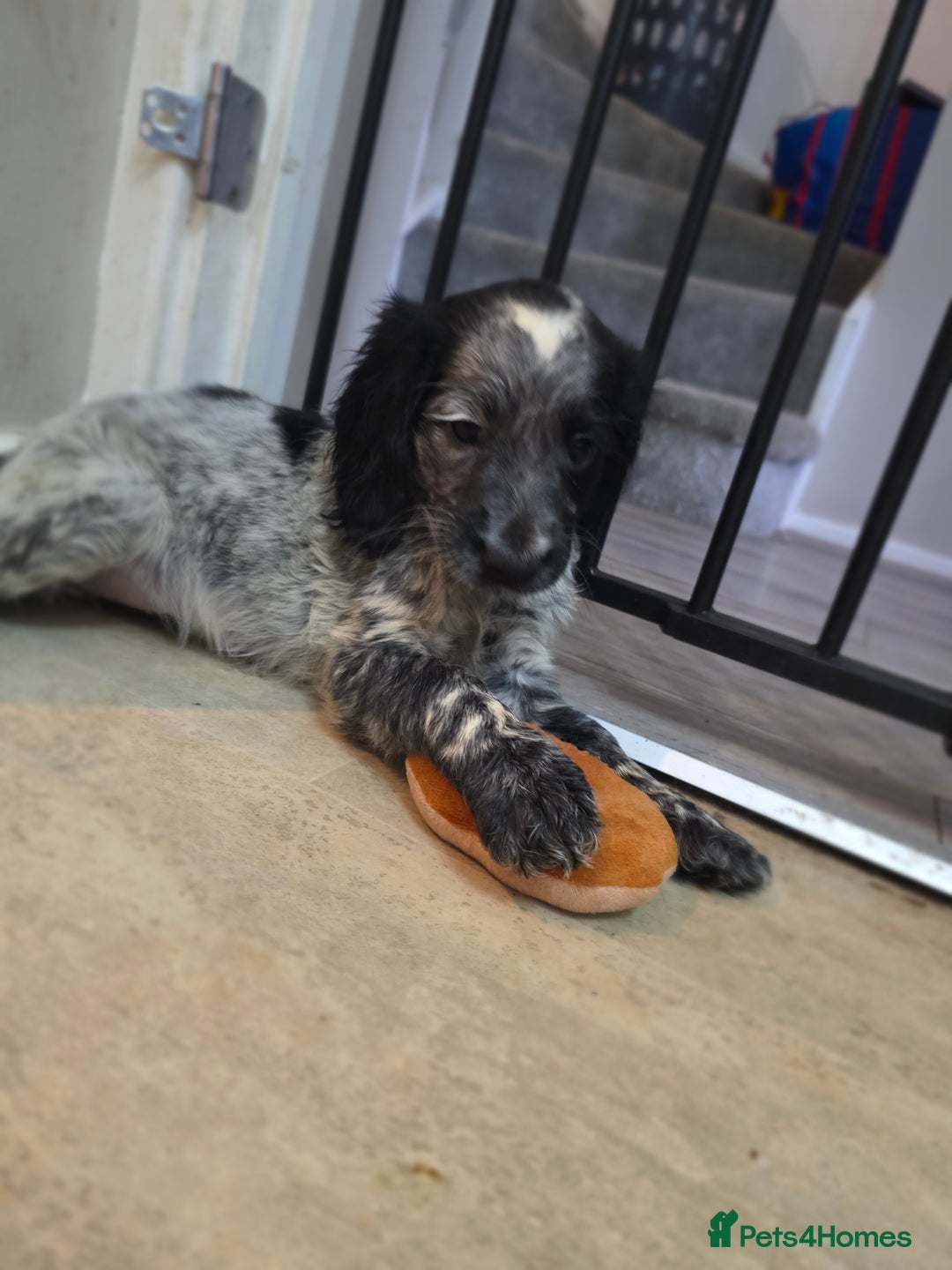 Cocker Spaniel dogs for sale: 1 left Working coker spaniel  - Advert 19