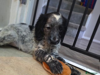 Cocker Spaniel dogs 1 left Working coker spaniel - Advert 6