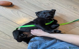 Mixed Breed dogs for sale: Male rottweiler cross golden retriever  - Image 2