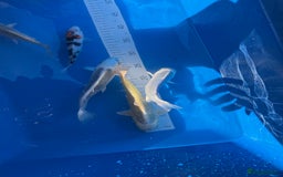 Koi Carp fish for sale: Various koi carp - Image 15