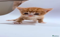 British Shorthair cats for sale: STUNNING 🤩 British Shorthair Queen 👑 litter  - Image 26