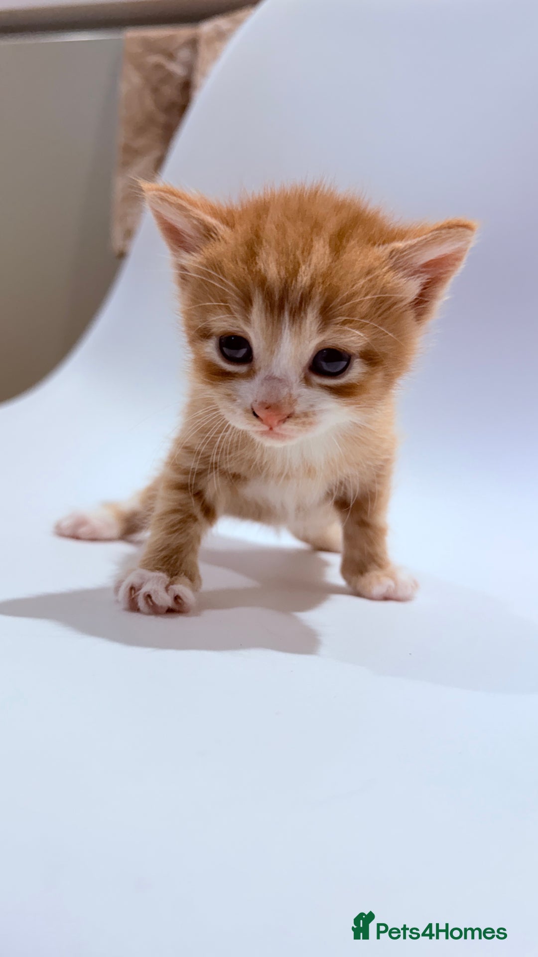 British Shorthair cats for sale: STUNNING 🤩 British Shorthair Queen 👑 litter  - Image 26