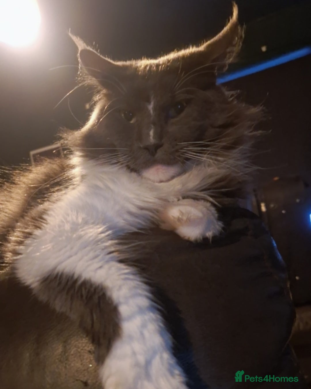 Maine Coon cats for stud: Beautiful Highly Proven Boy for Stud in Swadlincote - Advert 7