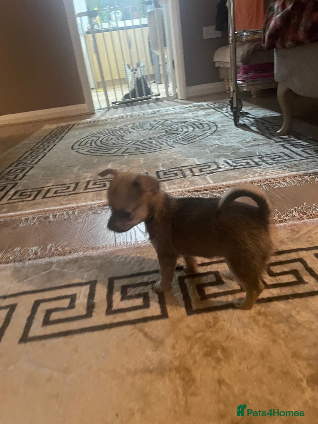 Chihuahua dogs for sale: Poppy Chihuahua  - Advert 2