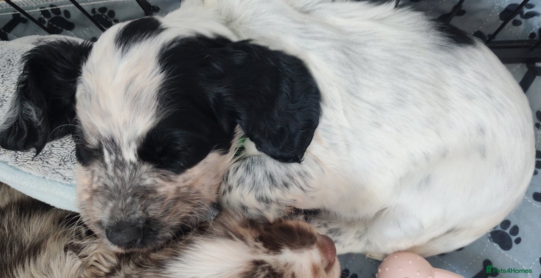 Sprocker dogs for sale: STRIKING SPROCKER SPANIEL PUPPIES  - Image 24