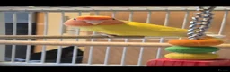 Lovebirds birds for sale: Male Lutino Lovebird - Advert 2
