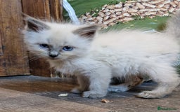 Ragdoll cats for sale: Ragdolls ready now - Image 4