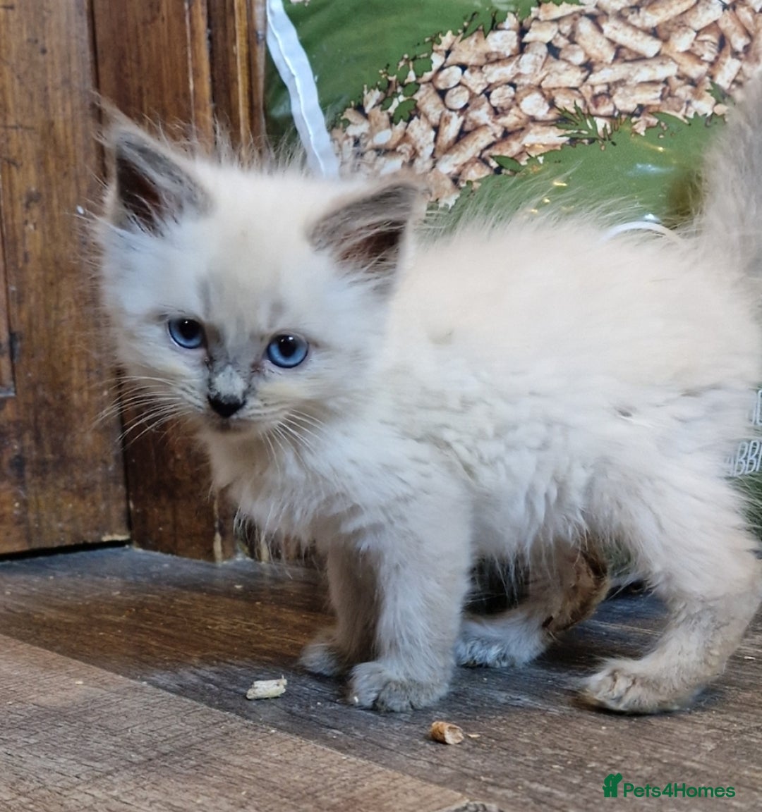 Ragdoll cats for sale: Ragdolls ready now - Image 4