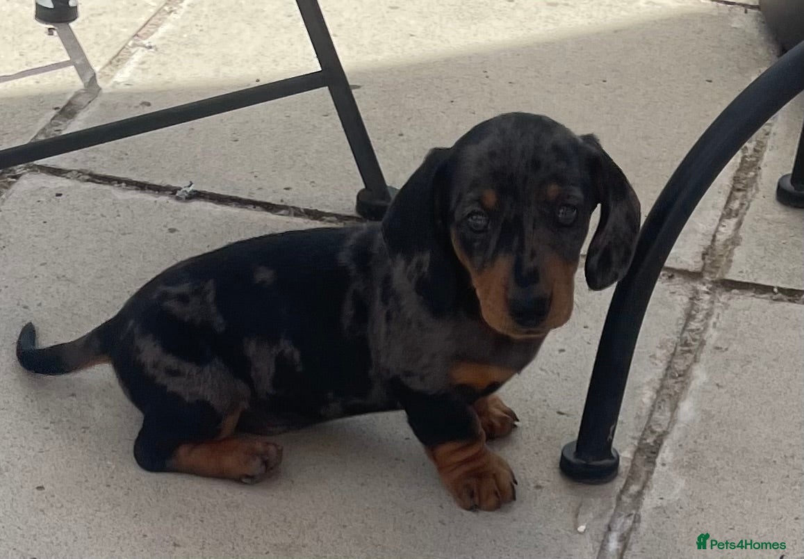 Miniature Dachshund dogs K/C reg Mini Dachshund Boy For Sale - Advert 1