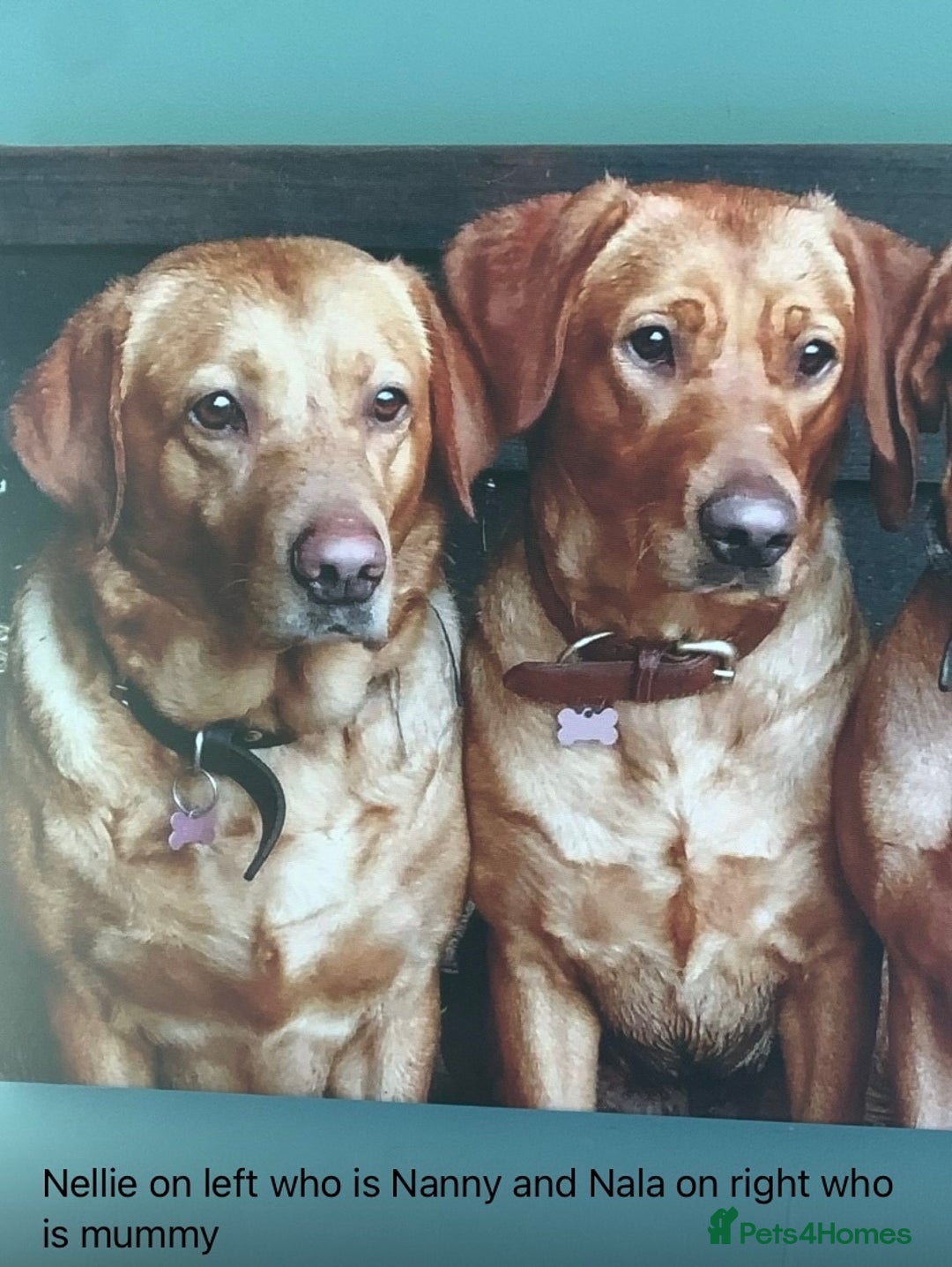 Labrador Retriever dogs for sale: Red Fox Labrador Puppies  - Image 7